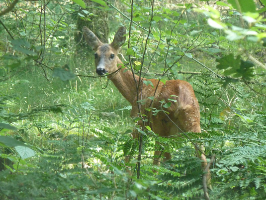 Onverwachte ontmoeting in Veluwse bossen © 2014 Fiet van Beek